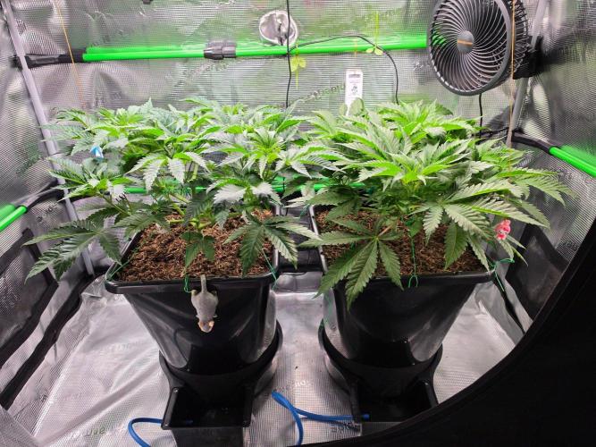 Sweet Truffle by Seed Supplier. Week 6 - 02.09.26