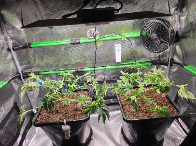 Sweet Truffle by Seed Supplier. Week 6 - 02.09.26