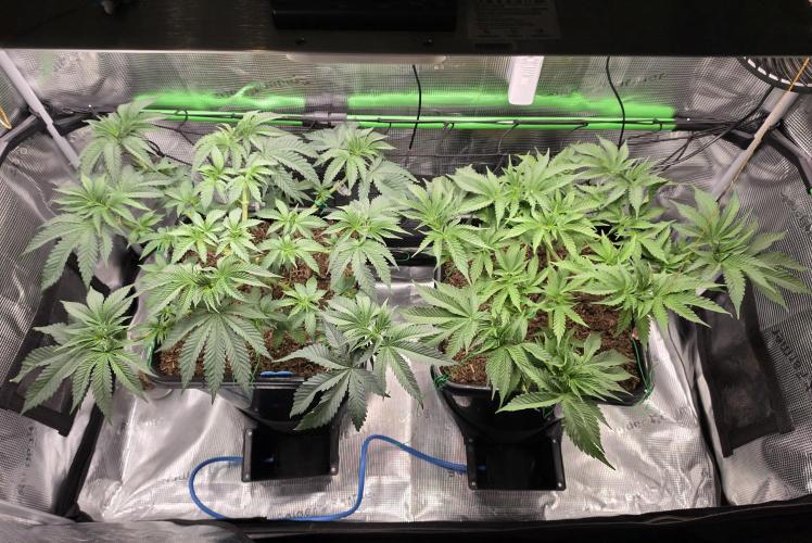 Sweet Truffle by Seed Supplier. Week 6 - 05.09.26