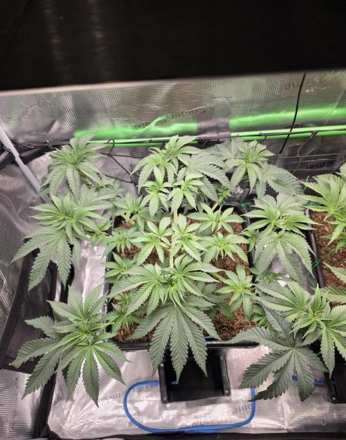 Sweet Truffle by Seed Supplier. Week 6 - 05.09.26