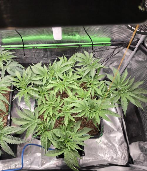 Sweet Truffle by Seed Supplier. Week 6 - 05.09.26