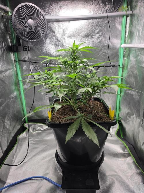 Eleven Roses Auto - Delicious Seeds. Week 6 - 08.09.26