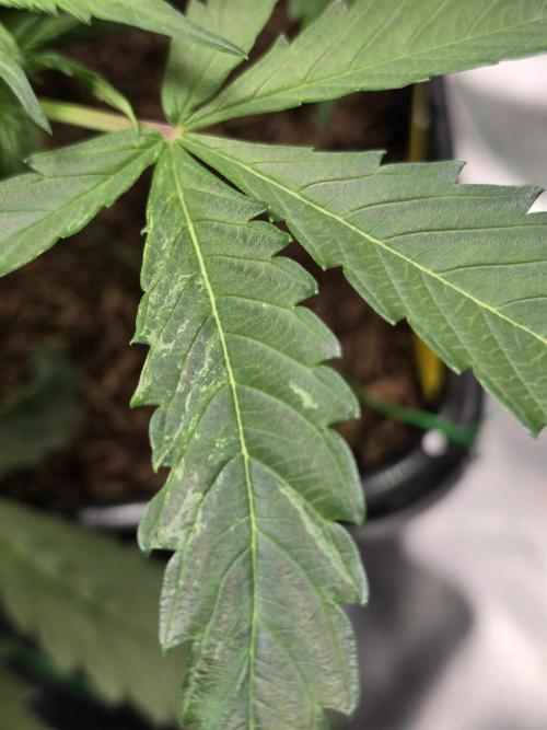Eleven Roses Auto - Delicious Seeds. Week 6 - 08.09.26