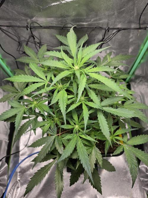 Eleven Roses Auto - Delicious Seeds. Week 6 - 08.09.26