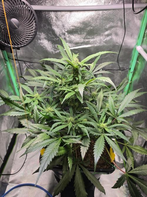 Eleven Roses Auto - Delicious Seeds. Week 7 - 19.09.26