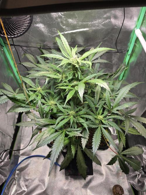 Eleven Roses Auto - Delicious Seeds. Week 7 - 19.09.26