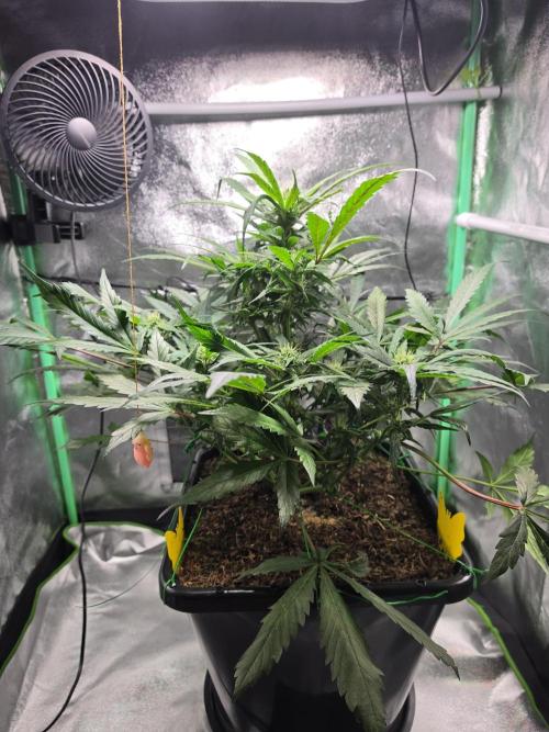 Eleven Roses Auto - Delicious Seeds. Week 7 - 19.09.26