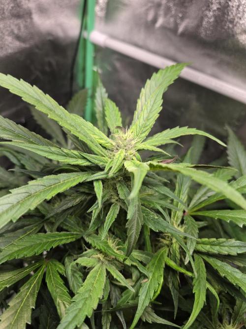 Eleven Roses Auto - Delicious Seeds. Week 7 - 19.09.26