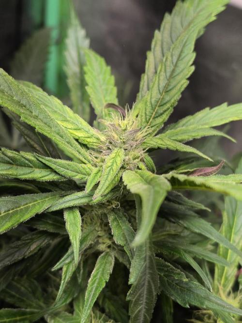 Eleven Roses Auto - Delicious Seeds. Week 7 - 19.09.26