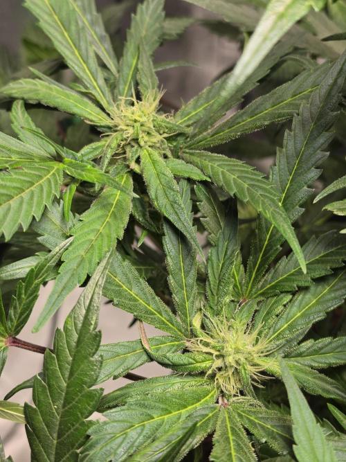 Eleven Roses Auto - Delicious Seeds. Week 7 - 19.09.26