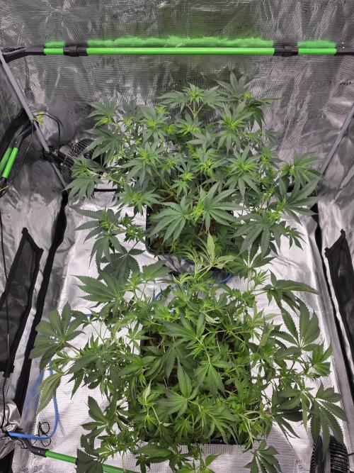 Sweet Truffle by Seed Supplier. Week 8 - 19.09.26