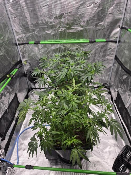 Sweet Truffle by Seed Supplier. Week 8 - 19.09.26