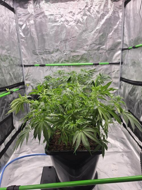 Sweet Truffle by Seed Supplier. Week 8 - 19.09.26