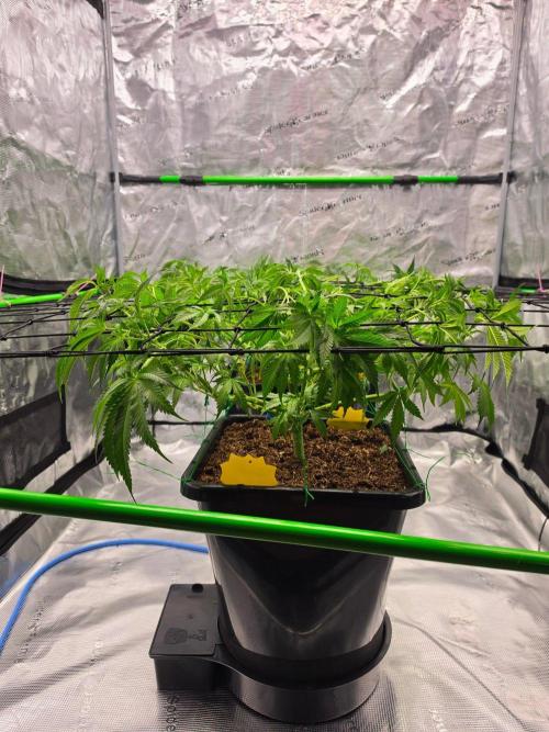Sweet Truffle by Seed Supplier. Week 9 - 21.09.26