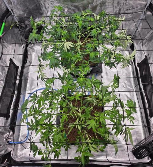 Sweet Truffle by Seed Supplier. Week 9 - 21.09.26