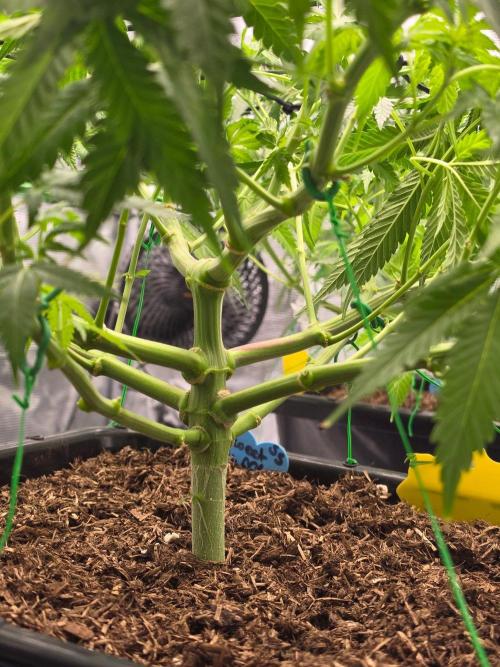 Sweet Truffle by Seed Supplier. Week 9 - 21.09.26