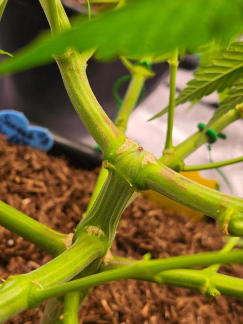 Sweet Truffle by Seed Supplier. Week 9 - 21.09.26