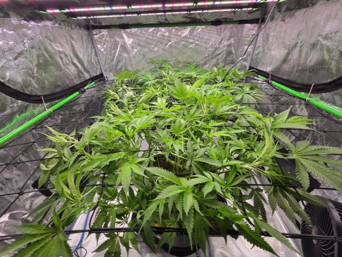 Sweet Truffle by Seed Supplier. Week 9 - 26.09.26