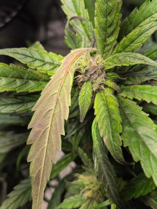 Eleven Roses Auto - Delicious Seeds. Week 8