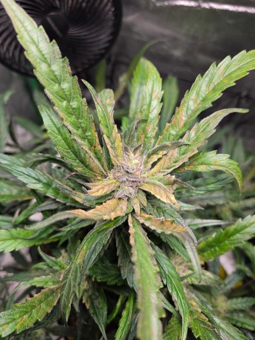 Eleven Roses Auto - Delicious Seeds. Week 8