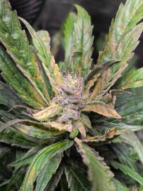 Eleven Roses Auto - Delicious Seeds. Week 8