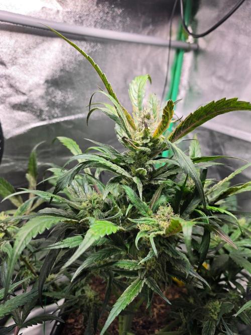 Eleven Roses Auto - Delicious Seeds. Week 8