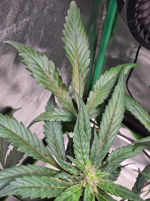 Eleven Roses Auto - Delicious Seeds. Week 8