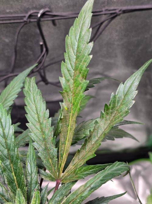 Eleven Roses Auto - Delicious Seeds. Week 8