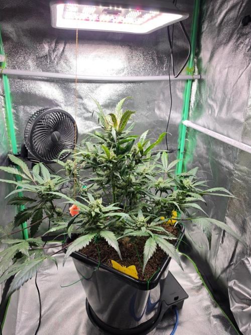 Eleven Roses Auto - Delicious Seeds. Week 8