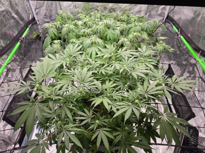 Sweet Truffle by Seed Supplier. Week 10