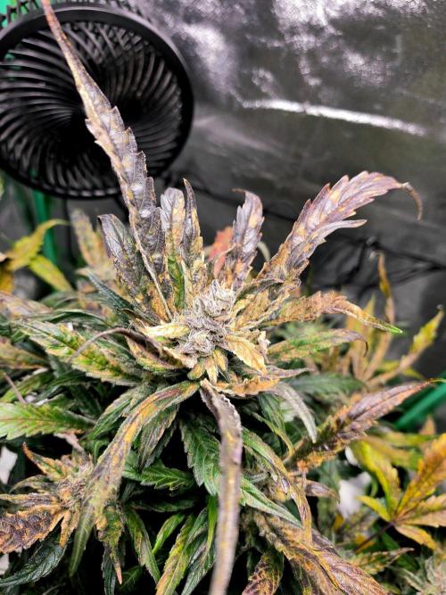 Eleven Roses Auto - Delicious Seeds. Week 9