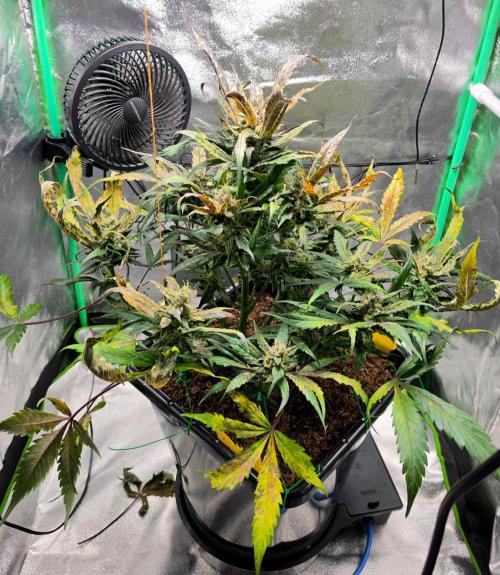 Eleven Roses Auto - Delicious Seeds. Week 9