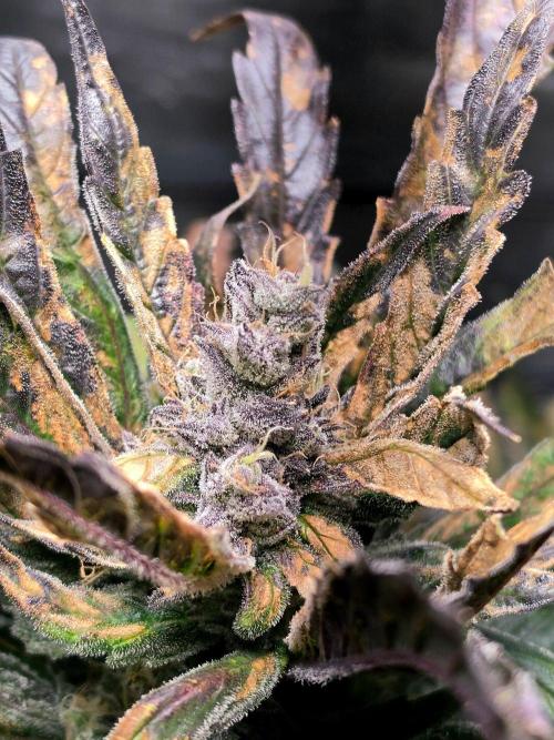 Eleven Roses Auto - Delicious Seeds. Week 9