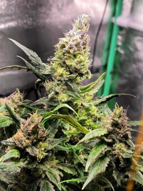 Eleven Roses Auto - Delicious Seeds. Week 9