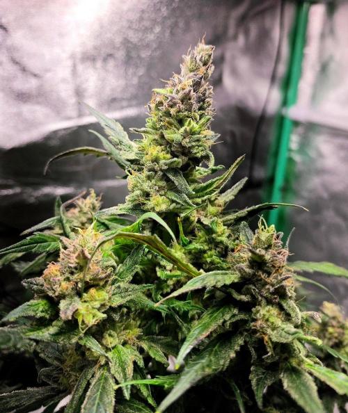 Eleven Roses Auto - Delicious Seeds. Week 9