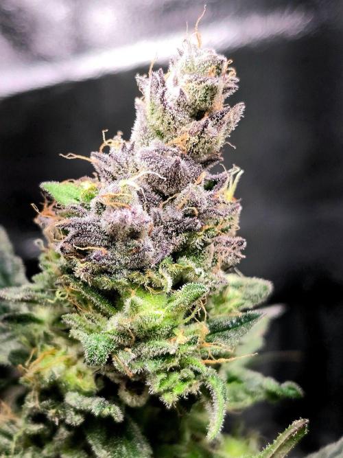 Eleven Roses Auto - Delicious Seeds. Week 9