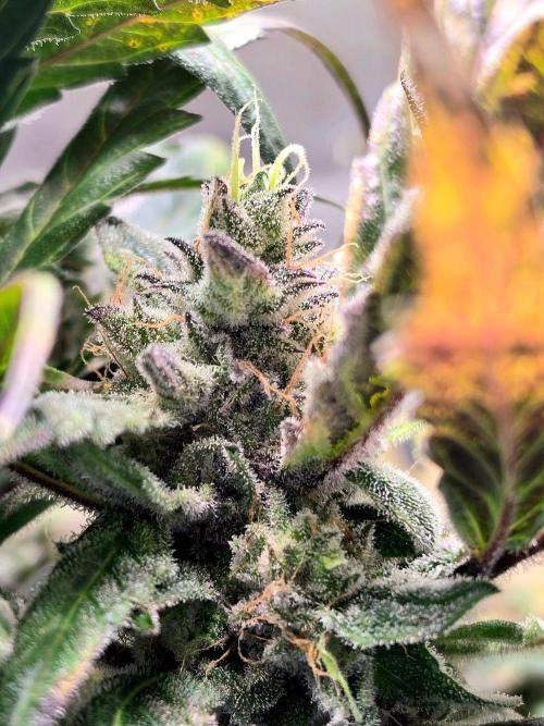 Eleven Roses Auto - Delicious Seeds. Week 9