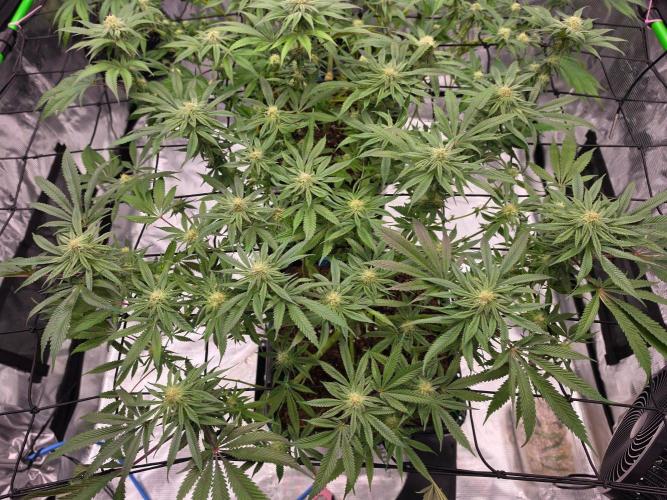Sweet Truffle by Seed Supplier. Week 12 - 16.10.26