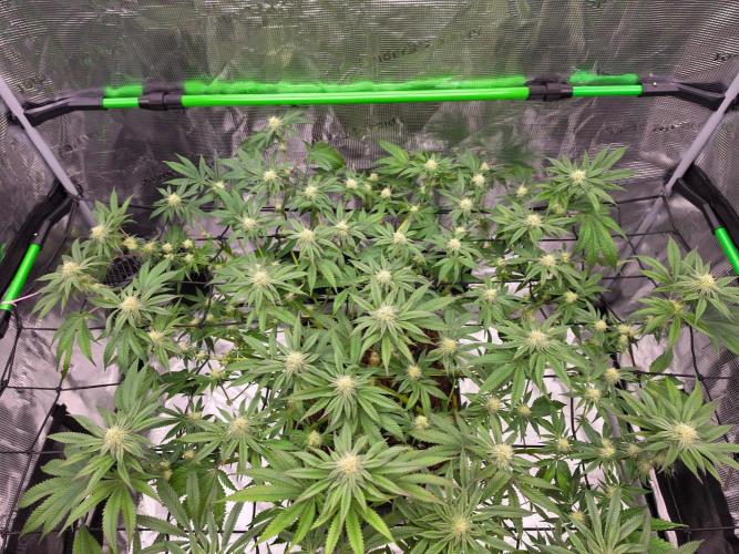 Sweet Truffle by Seed Supplier. Week 12 - 16.10.26