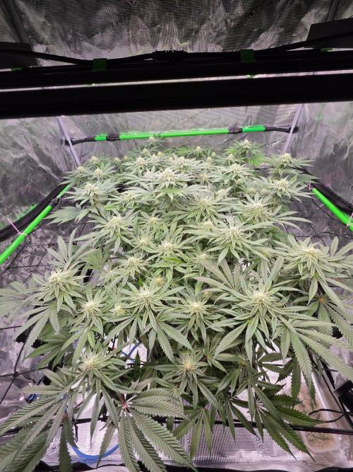Sweet Truffle by Seed Supplier. Week 12 - 23.10.26