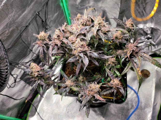 Eleven Roses Auto - Delicious Seeds. Week 11 - 23.10.26
