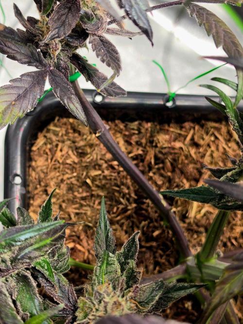 Eleven Roses Auto - Delicious Seeds. Week 11 - 23.10.26