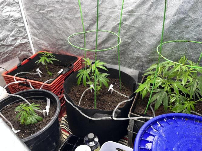 SHED/TENT GROW: 5.14.26 to XX. Week 4