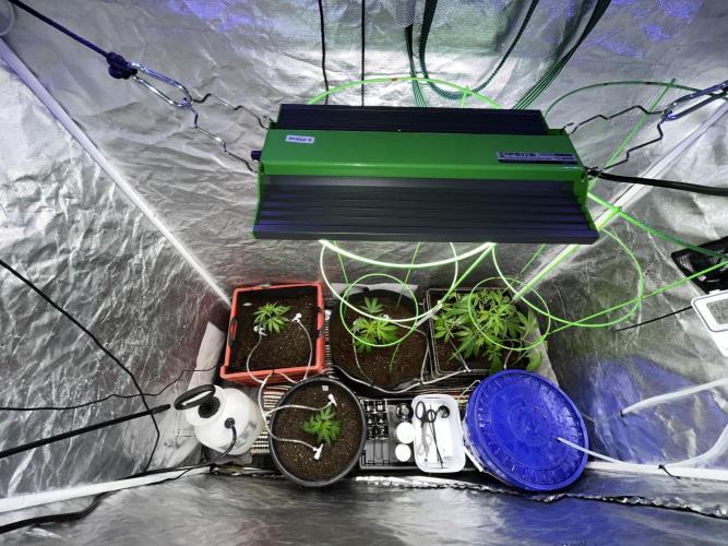 SHED/TENT GROW: 5.14.26 to XX. Week 4