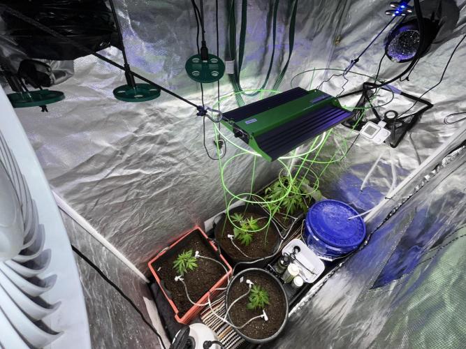 SHED/TENT GROW: 5.14.26 to XX. Week 4