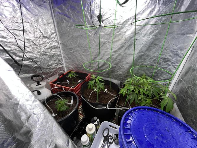 SHED/TENT GROW: 5.14.26 to XX. Week 4