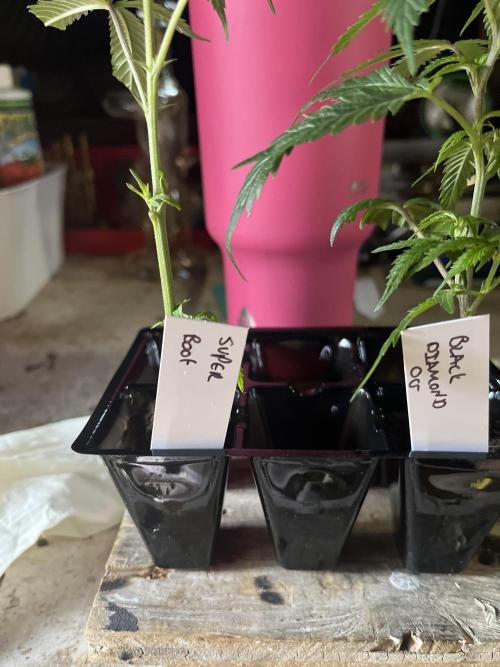 SHED/TENT GROW: 5.14.26 to XX. Week 4