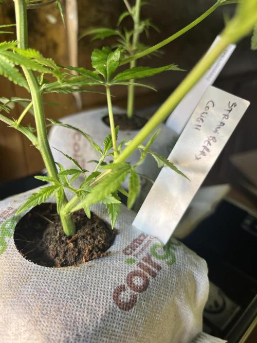 SHED/TENT GROW: 5.14.26 to XX. Week 4