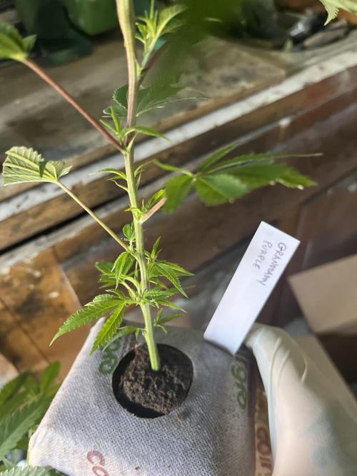 SHED/TENT GROW: 5.14.26 to XX. Week 4