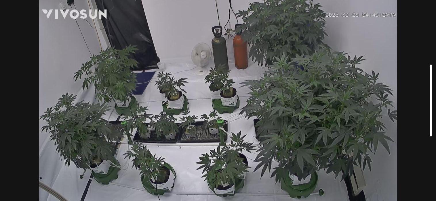 TheGreenHill PhenoHunt. Week 10 - Mommy's Room
